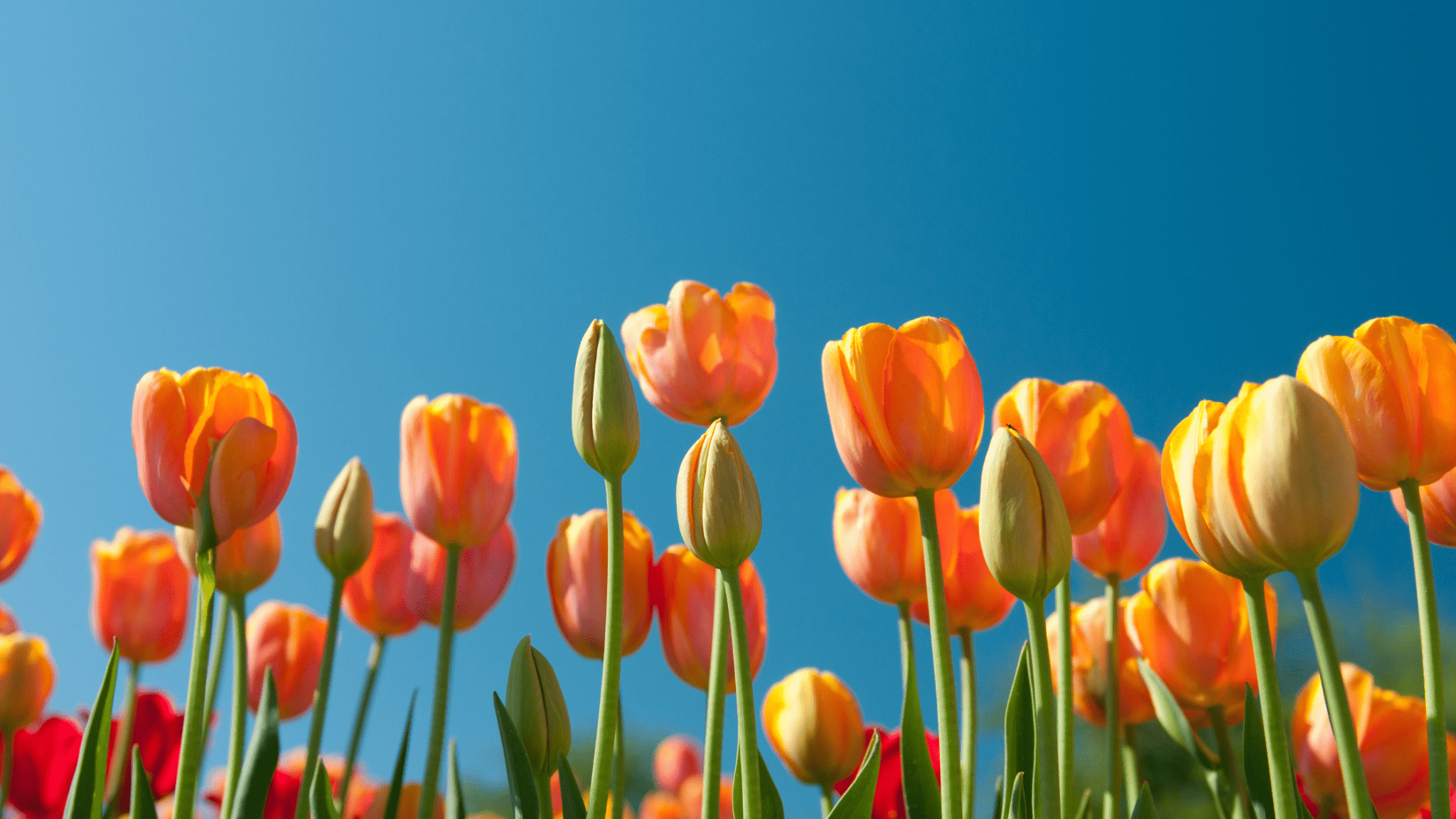 Spring Gifting Guide: Thoughtful Hampers for Birthdays, Anniversaries &amp; More - nibula